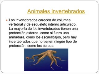 Animales invertebrados
 Los invertebrados carecen de columna
 vertebral y de esqueleto interno articulado.
 La mayoría de los invertebrados tienen una
 protección externa, como si fuera una
 armadura, como los escarabajos, pero hay
 invertebrados que no tienen ningún tipo de
 protección, como los pulpos.
 