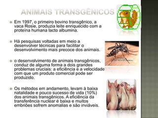    Em 1997, o primeiro bovino transgênico, a
    vaca Rosie, produzia leite enriquecido com a
    proteína humana lacto albumina.

   Há pesquisas voltadas em meio a
    desenvolver técnicas para facilitar o
    desenvolvimento mais precoce dos animais.

   o desenvolvimento de animais transgênicos,
    conduz de alguma forma a dois grandes
    problemas cruciais: a eficiência e a velocidade
    com que um produto comercial pode ser
    produzido.

   Os métodos em andamento, levam à baixa
    natalidade e pouco sucesso de vida (10%)
    dos animais transgênicos. A eficiência da
    transferência nuclear é baixa e muitos
    embriões sofrem anomalias e são inviáveis.
 