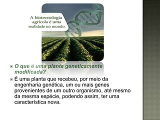  O que é uma planta geneticamente
  modificada?
 É uma planta que recebeu, por meio da
  engenharia genética, um ou mais genes
  provenientes de um outro organismo, até mesmo
  da mesma espécie, podendo assim, ter uma
  característica nova.
 