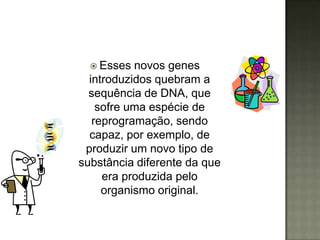  Esses  novos genes
  introduzidos quebram a
  sequência de DNA, que
    sofre uma espécie de
   reprogramação, sendo
  capaz, por exemplo, de
 produzir um novo tipo de
substância diferente da que
     era produzida pelo
     organismo original.
 