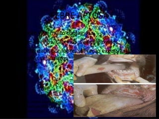 FEBRE AFTOSA
• Infecção viral muito contagiosa.
• Atinge bovinos, caprinos, suínos e ovinos.
• Caracterizada por febre, salivação excessiva e
  erupções vesiculares.




     http://www.intervet.com.b
     r/Doencas/Aftosa/030_Si
     ntomas.aspx
 