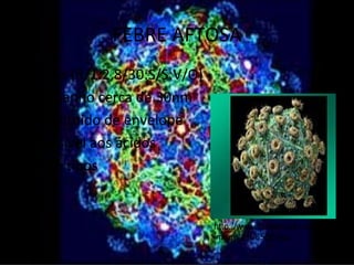 FEBRE AFTOSA
•   Vírus (R/1:2,8/30:S/S:V/O)
•   Tamanho cerca de 30nm
•   Destituido de envelope
•   Sensível aos ácidos
•   Sete tipos


                                 http://www.canalrural.com.br/rbs/
                                 image/4196585.jpg
 