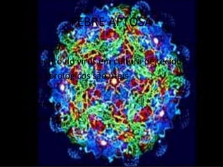 FEBRE AFTOSA
Diagnóstico
•Isolamento do vírus em cultura de tecidos
•Testes sorológicos são úteis

Tratamento
•Não existe
 
