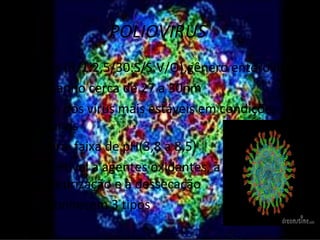 POLIOVIRUS
• Virus (R/1:2,5/30:S/S:V/O),gênero enterovirus
• Tamanho cerca de 27 a 30nm
• É um dos vírus mais estáveis em condições
  naturais
• Tolera faixa de pH(3,8 a 8,5)
• Suscetível a agentes oxidantes, à
  pasteurização e à dessecação
• Se conhecem 3 tipos
 
