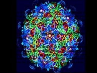 • As fitas senso podem servir como mRNA para tradução das
  proteinas dos capsideos , podem se incorporar a elas para
  formar um novo vírus ou, podem servir como molde para a
  continuação da multiplicação do RNA viral.

• A matruação acontece alogo após a síntese de RNA e das
  proteinas virais.

• O tempo requerido para um ciclo de multiplicação completo
  varia entre 5 a 10 horas, dependendo da variabilidade de pH,
  da temperatura, do vírus, da célula hospedeira, do número de
  partículas infectadas, em baixas condições favoravéis são
  liberadas de 25 000 a 100 000 partículas vírais por célula.
 