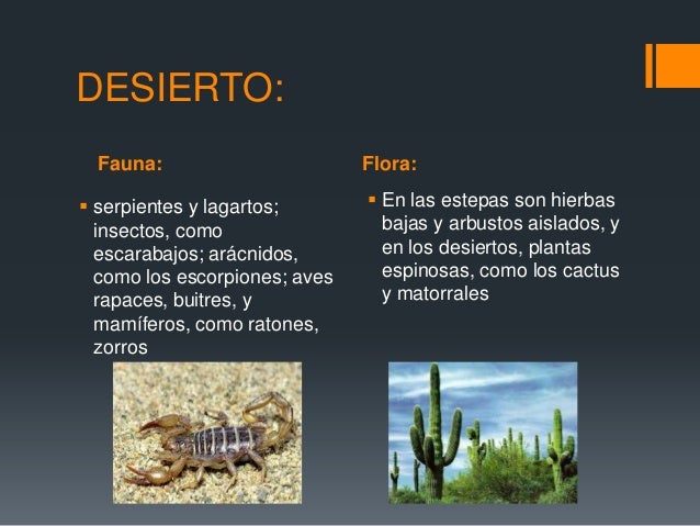 Plantas Del Desierto Y De La Selva