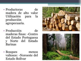 • Productoras de 
madera de alto valor 
Utilización para la 
producción 
agropecuaria. 
• Producción de 
maderas finas: -Centro 
del Estado Portuguesa 
y Norte del Estado 
Barinas 
• Bosques menos 
valiosos: -Noroeste del 
Estado Bolívar 
 