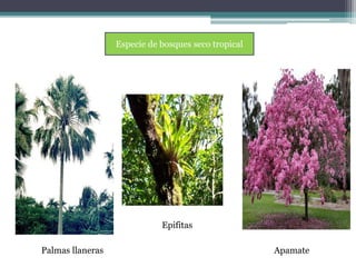 Especie de bosques seco tropical 
Palmas llaneras 
Epifitas 
Apamate 
 
