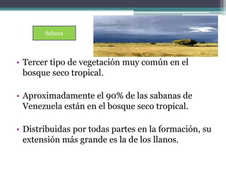 Sabana 
• Tercer tipo de vegetación muy común en el 
bosque seco tropical. 
• Aproximadamente el 90% de las sabanas de 
Venezuela están en el bosque seco tropical. 
• Distribuidas por todas partes en la formación, su 
extensión más grande es la de los llanos. 
 
