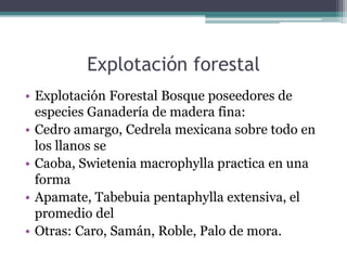 Explotación forestal 
• Explotación Forestal Bosque poseedores de 
especies Ganadería de madera fina: 
• Cedro amargo, Cedrela mexicana sobre todo en 
los llanos se 
• Caoba, Swietenia macrophylla practica en una 
forma 
• Apamate, Tabebuia pentaphylla extensiva, el 
promedio del 
• Otras: Caro, Samán, Roble, Palo de mora. 
 