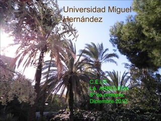 Universidad Miguel
Hernández




      C.E.I.P.
      LA ARBOLEDA
      6º de primaria.
      Diciembre 2012
 
