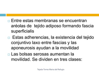  Entre estas membranas se encuentran 
aréolas de tejido adiposo formando fascia 
superficialis 
 Estas adherencias, la existencia del tejido 
conjuntivo laxo entre fascias y las 
aponeurosis ayudan a la movilidad 
 Las bolsas serosas aumentan la 
movilidad. Se dividen en tres clases: 
Tejada Torres Maria del Refugio 
 