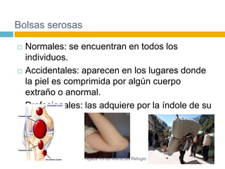 Bolsas serosas 
 Normales: se encuentran en todos los 
individuos. 
 Accidentales: aparecen en los lugares donde 
la piel es comprimida por algún cuerpo 
extraño o anormal. 
 Profesionales: las adquiere por la índole de su 
trabajo. 
Tejada Torres Maria del Refugio 
 