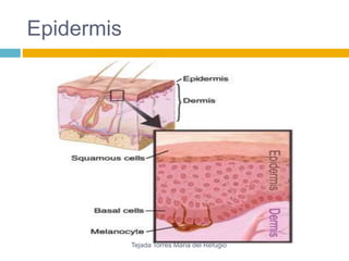 Epidermis 
Tejada Torres Maria del Refugio 
 