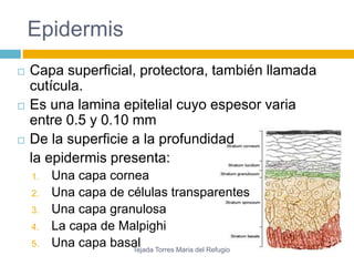 Epidermis 
 Capa superficial, protectora, también llamada 
cutícula. 
 Es una lamina epitelial cuyo espesor varia 
entre 0.5 y 0.10 mm 
 De la superficie a la profundidad 
la epidermis presenta: 
1. Una capa cornea 
2. Una capa de células transparentes 
3. Una capa granulosa 
4. La capa de Malpighi 
5. Una capa basal 
Tejada Torres Maria del Refugio 
 