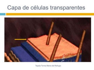 Capa de células transparentes 
Tejada Torres Maria del Refugio 
 