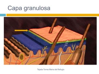 Capa granulosa 
Tejada Torres Maria del Refugio 
 