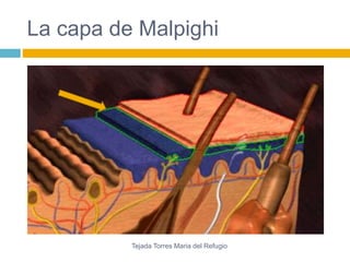 La capa de Malpighi 
Tejada Torres Maria del Refugio 
 