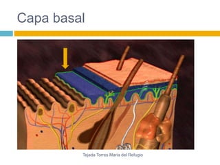Capa basal 
Tejada Torres Maria del Refugio 
 