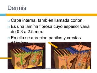 Dermis 
 Capa interna, también llamada corion. 
 Es una lamina fibrosa cuyo espesor varia 
de 0.3 a 2.5 mm. 
 En ella se aprecian papilas y crestas 
dérmicas. 
Tejada Torres Maria del Refugio 
 