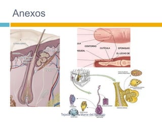 Anexos 
Tejada Torres Maria del Refugio 
 