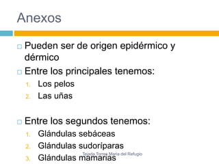 Anexos 
 Pueden ser de origen epidérmico y 
dérmico 
 Entre los principales tenemos: 
1. Los pelos 
2. Las uñas 
 Entre los segundos tenemos: 
1. Glándulas sebáceas 
2. Glándulas sudoríparas 
Tejada Torres Maria del Refugio 
3. Glándulas mamarias 
 