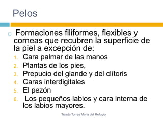 Pelos 
 Formaciones filiformes, flexibles y 
corneas que recubren la superficie de 
la piel a excepción de: 
1. Cara palmar de las manos 
2. Plantas de los pies, 
3. Prepucio del glande y del clítoris 
4. Caras interdigitales 
5. El pezón 
6. Los pequeños labios y cara interna de 
los labios mayores. 
Tejada Torres Maria del Refugio 
 