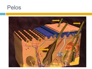 Pelos 
Tejada Torres Maria del Refugio 
 