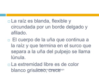  La raíz es blanda, flexible y 
circundada por un borde delgado y 
afilado. 
 El cuerpo de la uña que continua a 
la raíz y que termina en el surco que 
separa a la uña del pulpejo se llama 
lúnula. 
 La extremidad libre es de color 
blanco grisáceo, Tejada Torres crece 
Maria del Refugio 
 