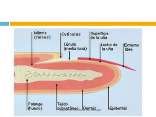 Tejada Torres Maria del Refugio 
 