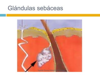 Glándulas sebáceas 
Tejada Torres Maria del Refugio 
 