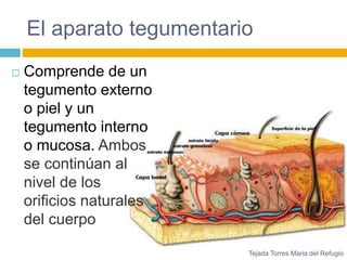 El aparato tegumentario 
 Comprende de un 
tegumento externo 
o piel y un 
tegumento interno 
o mucosa. Ambos 
se continúan al 
nivel de los 
orificios naturales 
del cuerpo 
Tejada Torres Maria del Refugio 
 