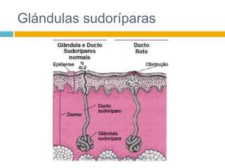 Glándulas sudoríparas 
Tejada Torres Maria del Refugio 
 