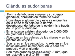 Glándulas sudoríparas 
 Forma de tubulares simples y su cuerpo 
glandular, enrollado en forma de ovillo 
 Constituye el glomérulo y este se encuentra 
en la parte mas baja de la dermis, 
desembocando fuera de la epidermis a través 
de un poro sudoríparo. 
 En el cuerpo existen alrededor de 2,000,000 
de glándulas sudoríparas. 
 Abundan en las palmas de las manos y en las 
plantas de los pies 
 Son raras en los parpados, no existen en los 
labios mayores ni menores, en la cara del 
prepucio y en el glande. 
 Son mas grandes Tejada en Torres las Maria axilas(del Refugio 
1-3 mm) que 
en resto de la piel (0.10-1 mm) 
 