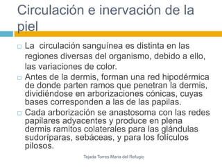 Circulación e inervación de la 
piel 
 La circulación sanguínea es distinta en las 
regiones diversas del organismo, debido a ello, 
las variaciones de color. 
 Antes de la dermis, forman una red hipodérmica 
de donde parten ramos que penetran la dermis, 
dividiéndose en arborizaciones cónicas, cuyas 
bases corresponden a las de las papilas. 
 Cada arborización se anastosoma con las redes 
papilares adyacentes y produce en plena 
dermis ramitos colaterales para las glándulas 
sudoríparas, sebáceas, y para los folículos 
pilosos. 
Tejada Torres Maria del Refugio 
 