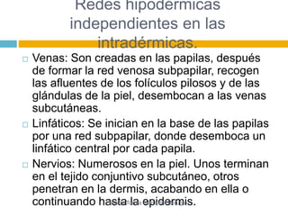 Redes hipodérmicas 
independientes en las 
intradérmicas. 
 Venas: Son creadas en las papilas, después 
de formar la red venosa subpapilar, recogen 
las afluentes de los folículos pilosos y de las 
glándulas de la piel, desembocan a las venas 
subcutáneas. 
 Linfáticos: Se inician en la base de las papilas 
por una red subpapilar, donde desemboca un 
linfático central por cada papila. 
 Nervios: Numerosos en la piel. Unos terminan 
en el tejido conjuntivo subcutáneo, otros 
penetran en la dermis, acabando en ella o 
continuando haTesjatdaa T olrares eMapriai ddeel Rremfugiois. 
 