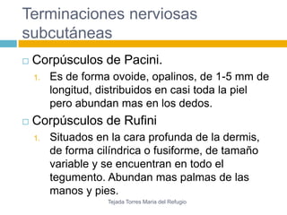 Terminaciones nerviosas 
subcutáneas 
 Corpúsculos de Pacini. 
1. Es de forma ovoide, opalinos, de 1-5 mm de 
longitud, distribuidos en casi toda la piel 
pero abundan mas en los dedos. 
 Corpúsculos de Rufini 
1. Situados en la cara profunda de la dermis, 
de forma cilíndrica o fusiforme, de tamaño 
variable y se encuentran en todo el 
tegumento. Abundan mas palmas de las 
manos y pies. 
Tejada Torres Maria del Refugio 
 