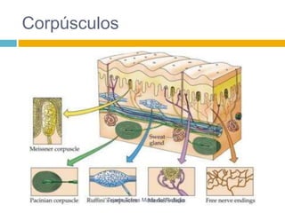 Corpúsculos 
Tejada Torres Maria del Refugio 
 