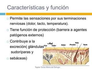 Características y función 
 Permite las sensaciones por sus terminaciones 
nerviosas (dolor, tacto, temperatura). 
 Tiene función de protección (barrera a agentes 
patógenos externos) 
 Contribuye a la 
excreción( glándulas 
sudoríparas y 
 sebáceas) 
Tejada Torres Maria del Refugio 
 