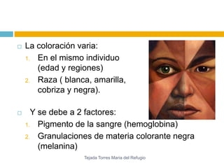  La coloración varia: 
1. En el mismo individuo 
(edad y regiones) 
2. Raza ( blanca, amarilla, 
cobriza y negra). 
 Y se debe a 2 factores: 
1. Pigmento de la sangre (hemoglobina) 
2. Granulaciones de materia colorante negra 
(melanina) 
Tejada Torres Maria del Refugio 
 