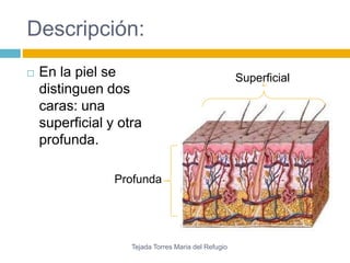 Descripción: 
 En la piel se 
distinguen dos 
caras: una 
superficial y otra 
profunda. 
Superficial 
Profunda 
Tejada Torres Maria del Refugio 
 