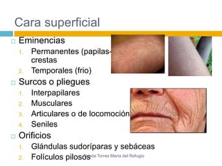 Cara superficial 
 Eminencias 
1. Permanentes (papilas-crestas 
2. Temporales (frio) 
 Surcos o pliegues 
1. Interpapilares 
2. Musculares 
3. Articulares o de locomoción 
4. Seniles 
 Orificios 
1. Glándulas sudoríparas y sebáceas 
2. Folículos pilosoTesja d a Torres Maria del Refugio 
 