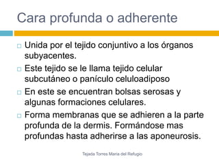 Cara profunda o adherente 
 Unida por el tejido conjuntivo a los órganos 
subyacentes. 
 Este tejido se le llama tejido celular 
subcutáneo o panículo celuloadiposo 
 En este se encuentran bolsas serosas y 
algunas formaciones celulares. 
 Forma membranas que se adhieren a la parte 
profunda de la dermis. Formándose mas 
profundas hasta adherirse a las aponeurosis. 
Tejada Torres Maria del Refugio 
 