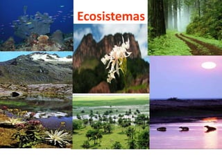 Ecosistemas
 