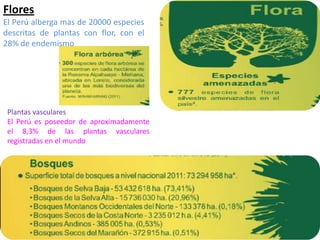 Flores
El Perú alberga mas de 20000 especies
descritas de plantas con flor, con el
28% de endemismo
Plantas vasculares
El Perú es poseedor de aproximadamente
el 8,3% de las plantas vasculares
registradas en el mundo
 