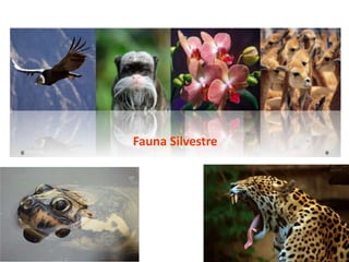 Fauna Silvestre
 