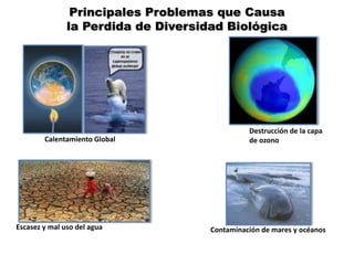 Principales Problemas que Causa
la Perdida de Diversidad Biológica
Calentamiento Global
Destrucción de la capa
de ozono
Escasez y mal uso del agua Contaminación de mares y océanos
 