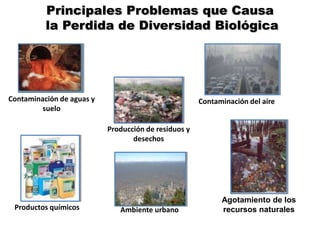 Agotamiento de los
recursos naturales
Contaminación de aguas y
suelo
Contaminación del aire
Producción de residuos y
desechos
Ambiente urbanoProductos químicos
Principales Problemas que Causa
la Perdida de Diversidad Biológica
 