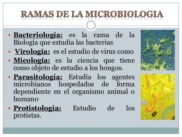 Microbiologia