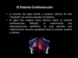 El Sistema Cardiovascular
• La presión del agua tiende a producir efectos de tipo
"relajante" en nuestro aparato circulatorio.
• El agua fría exagera estos efectos sobre el sistema
cardiovascular. Además, se experimenta una
vasoconstricción periférica, lo cual permite una
redistribución vascular apropiada hacia el corazón, cerebro
y riñones.
 